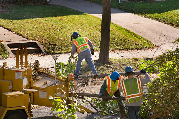 Reliable Barton, NM Tree Service Solutions